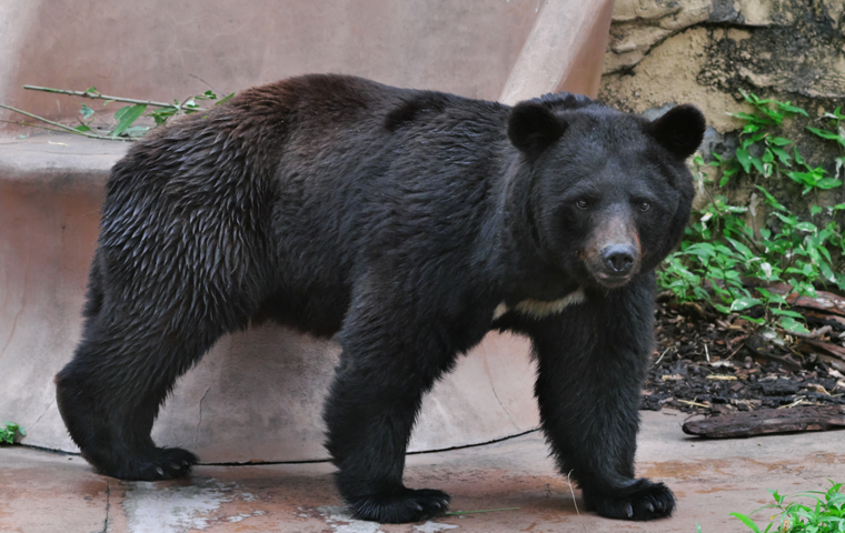 The Worst Autumn on Record: When Japan’s Bears Invade Human Settlements