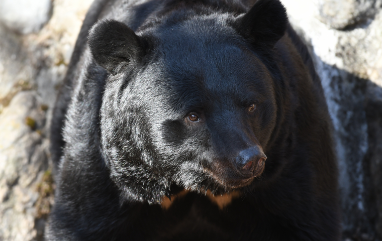 The Worst Bear Encounters in History: Japan at a Crossroads of “Coexistence”